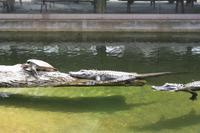 Im Dorf der Miccosukee-Indianer