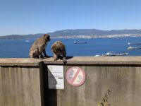 Affen Gibraltar
