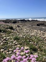 Portugal, Camino Portugués, Strandnelken