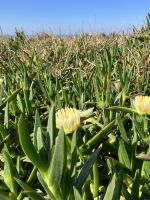 Portugal, Camino Portugués, Küstenwanderung