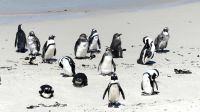 Südafrika - Simon`s Town - Boulders Beach