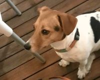 Südafrika -Oudtshoorn - Swartberg Manor Lodge - Hofhund