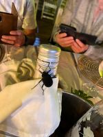 Südafrika - Hluhluwe River Lodge - Besucher