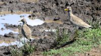 Südafrika - Hluhluwe iMfolozi Park - Pirschfahrt - Senegalkiebitz