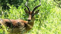 Südafrika - Hluhluwe iMfolozi Park - Pirschfahrt - Impala Bock