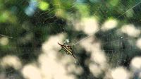 Südafrika - Hluhluwe iMfolozi Park - Pirschfahrt  - Drachenspinne