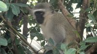 Südafrika - Hluhluwe River Lodge - Besucher