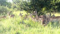 Südafrika - Hoedspruit-Pridelands - Pirschfahrt