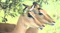 Südafrika - Hoedspruit-Pridelands - Pirschfahrt - Impala