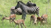 Südafrika - Kruger Nationalpark