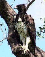 Südafrika - Kruger Nationalpark - Kampfadler