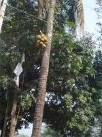 Der zweite Teil der Kokusnußernte schwebt zu Boden...