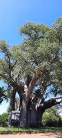 Simbabwe - Victoria Falls - Big Baobab