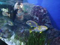Singapore Oceanarium