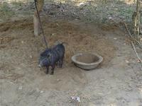Schweinerei! in Sherpur