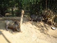 Noch mehr Schwein gehabt!