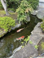 Kois im Hasedera-Tempel