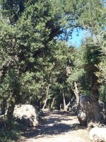 Pilgerweg zum Kloster Lluc