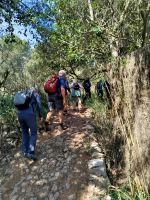 Wanderung durch Olivenhain nach Valldemossa