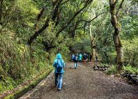 Unterwegs im Loorbeerwald bei Ribeiro Frio