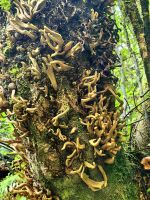 Nur an den Loorbeerbäumen wächst ein Pilz, den die Insulaner als Magenmedizin verwenden