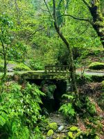 Wanderweg durch den Lorbeerwald