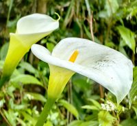 Callas wachsen auf Madeira wild