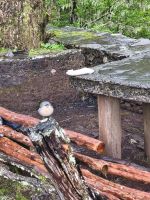 Tag 2 Blick auf Buchfinken am Forsthaus Rabacal 