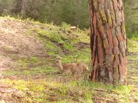 051-Nationalpark Donana