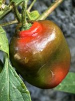 Paprika wachsen auf den kleinen Feldern