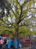 Der 495 Jahre alte Ginkgobaum im Shaolin-Kloster