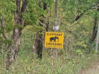 Vorsicht: Elefanten im Straßenverkehr!