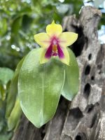 Botanischer Garten Singapur