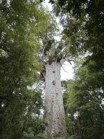 Tane Mahuta