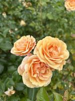 Wellington Rosengarten