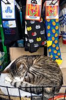 Die Katze hält ihren Mittagsschlaf mitten im Souvenirladen, Cabo Girao