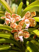 Vanda Tricolor, Orchidee im Botanischen Garten von Funchal