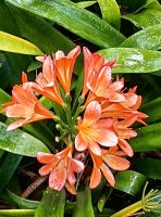 Klivie im Botanischen Garten von Funchal