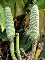 Die Blüten der Monstera sind eßbar und schmecken wie eine Mischung aus Banane und Ananas