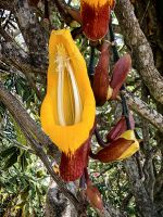 Aristolochiaceae, in den Tropen beheimatet, Botanischer Garten