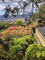 Tag 4 Blick auf Pflanzenmosaik im botanischen Garten Funchal 