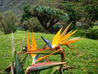 Stelitzie vor einem Drachenbaum in Sao Vincente