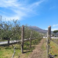 Im Weingut unterhalb des Vesuv