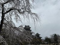 Burg Matsumoto mit Kirschblüte
