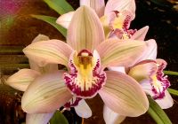 Cymbidium-Orchidee in Patricks Privatgarten, Funchal