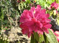 Der Rhododendron blüht hier schon, Blandys Garten