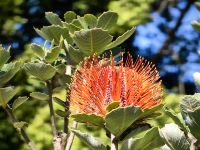 Feuerholz-Banksia (Banksia Menziesii) kommt ebenfalls aus Australien 