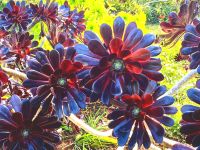 Rosettenbäumchen (Aeonium Arboreum) in Blandys Garten