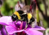 Die Hummel ist eifrig in Blandys Garten