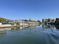 Kirschblüte in Hiroshima